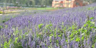 紫色青花菜与花园，转移焦点高清VDO