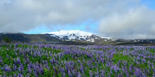 冰岛Russell Lupins场移动云的时间流逝