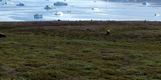 麝牛被格陵兰岛美丽的风景所包围