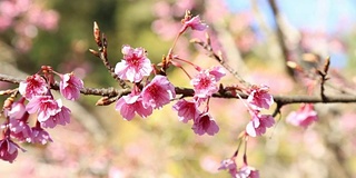 樱花和粉红色的苏菖蒲