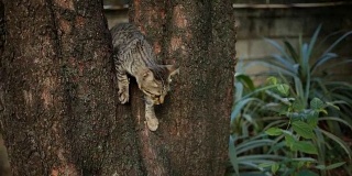 猫从树上跳下来