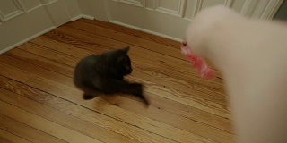 猫玩耍和跳跃的慢动作