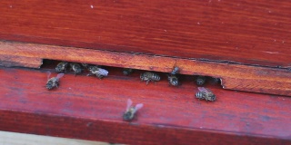 蜜蜂对抗苍蝇。战斗