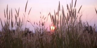 夏天摇曳的草与日落的景象