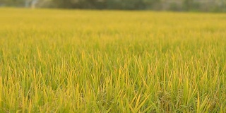 淘金:非城市稻田的水稻种植区