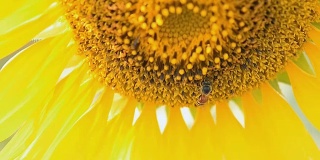 在向日葵上采集花粉的蜜蜂