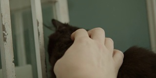 人类的手抚摸着可爱的小猫