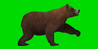 熊攻击绿屏(可循环)
