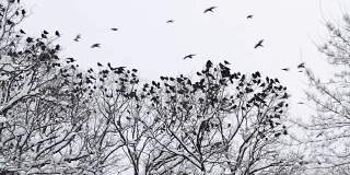 冬天，一群乌鸦聚集在树上