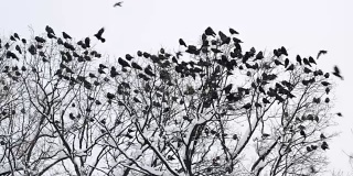 一群乌鸦落在被雪覆盖的树上