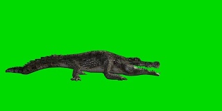 鳄鱼攻击绿屏(可循环)