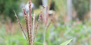 蜜蜂围着玉米花飞