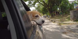 快乐的狗在车里