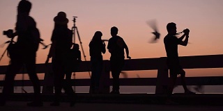 剪影平移:人们喜欢在日落时分在港口拍摄海鸥
