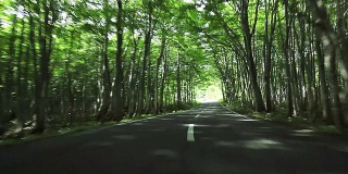 Driving the green forest road