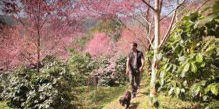 年轻夫妇遛狗森林。樱花盛开的树泰国