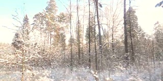 慢镜头:冬天的树木和森林