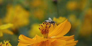 蜜蜂从橙花上起飞