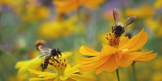小蜜蜂从黄花上收集食物然后飞走。