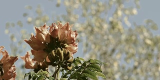 非洲郁金香树花