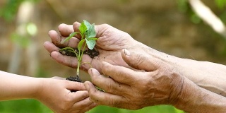 孩子给老人一块带树苗的土壤——慢动作