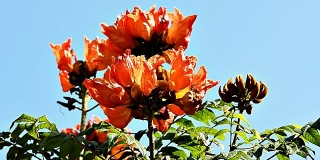 非洲郁金香树花