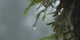 热带雨林