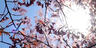 慢镜头，樱花和阳光