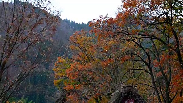 在日本高山白川乡，秋风吹落叶。