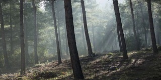 土耳其大雾森林的阳光