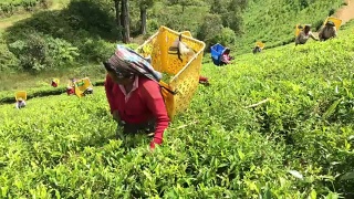 斯里兰卡的一名妇女在采茶视频素材模板下载