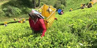 斯里兰卡的一名妇女在采茶