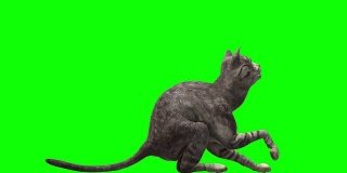 猫绿屏(可循环)
