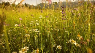 SLO MO美丽的春天草地视频素材模板下载
