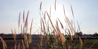 4K:阳光穿过鲜花和稻田