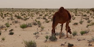 杜兹/突尼斯附近沙漠中的单峰骆驼群