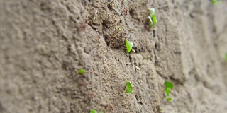 火蚁为巢搬运绿叶