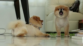 两只博美犬在微笑视频素材模板下载