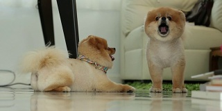 两只博美犬在微笑