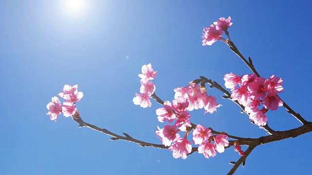 粉红色的花朵特写，蓝色的天空，4k(超高清)