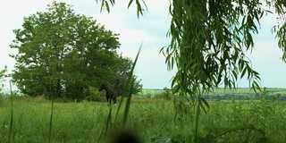 马站在夏天的田野上，靠近树