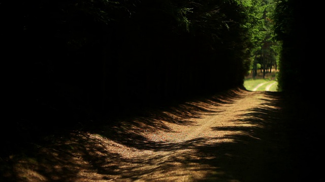树林里的一条小路