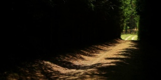 树林里的一条小路