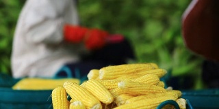 农民收割玉米