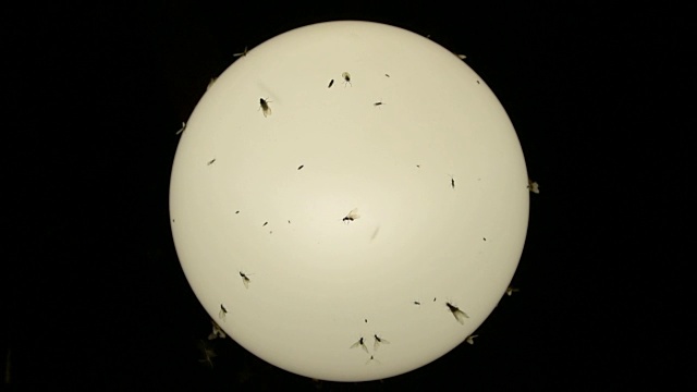 夜灯下的昆虫