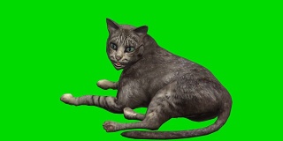 猫绿屏(可循环)