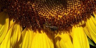 一只蜜蜂在向日葵上盘旋