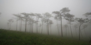 薄雾松林