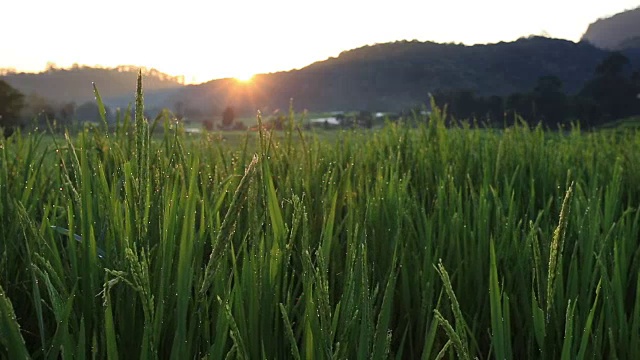 泰国清迈梯田上的日出