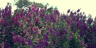 4k，美丽的紫花盛开